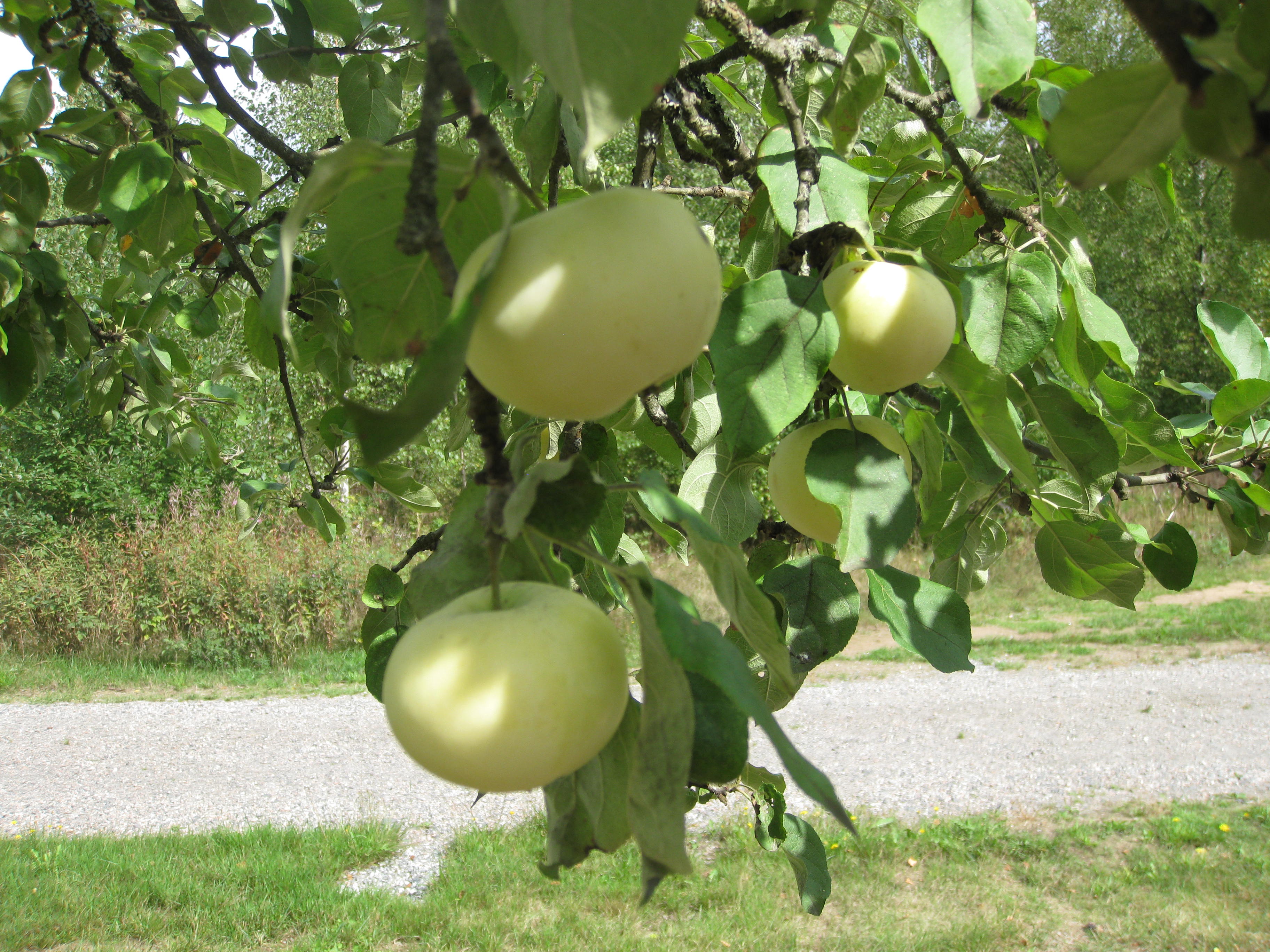 Äpple på träd 1